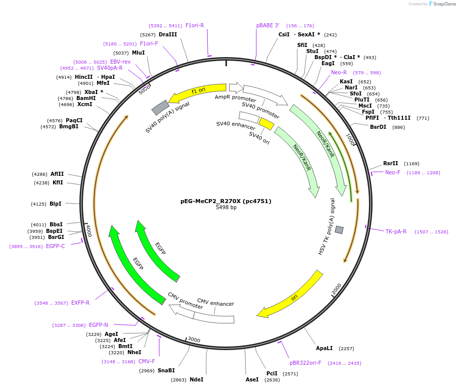 248579-plasmid-map-sequence-id-498576