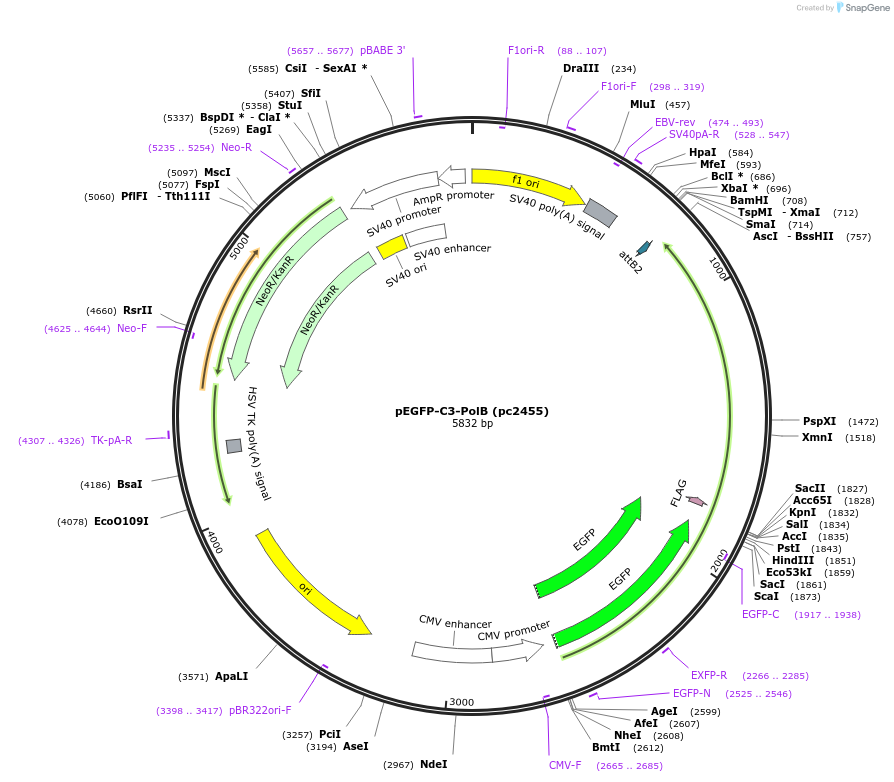 247055-plasmid-map-sequence-id-498580