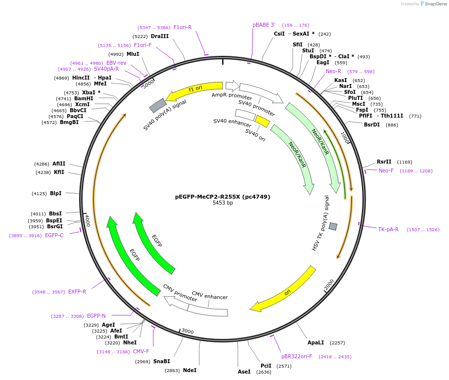 248578-plasmid-map-sequence-id-498581