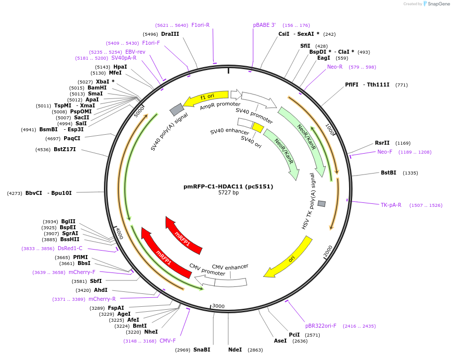 248141-plasmid-map-sequence-id-498583
