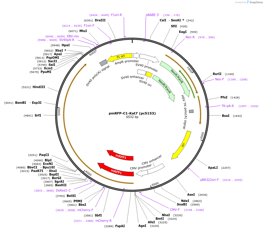 248143-plasmid-map-sequence-id-498585