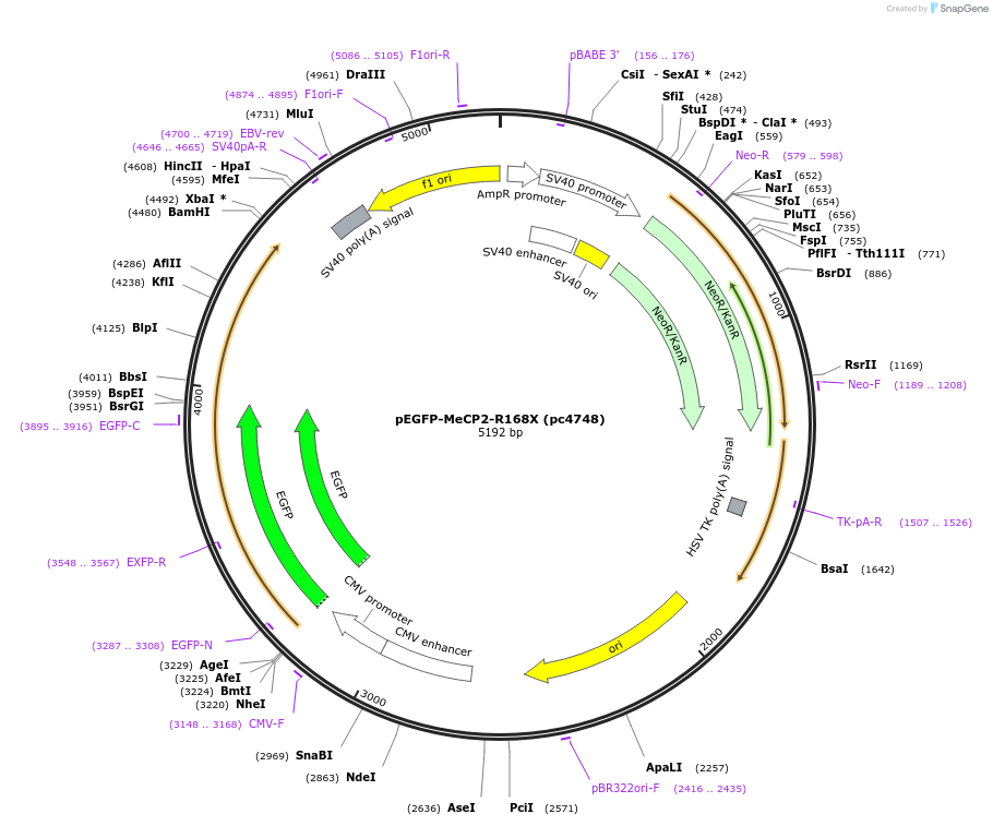 248577-plasmid-map-sequence-id-498587