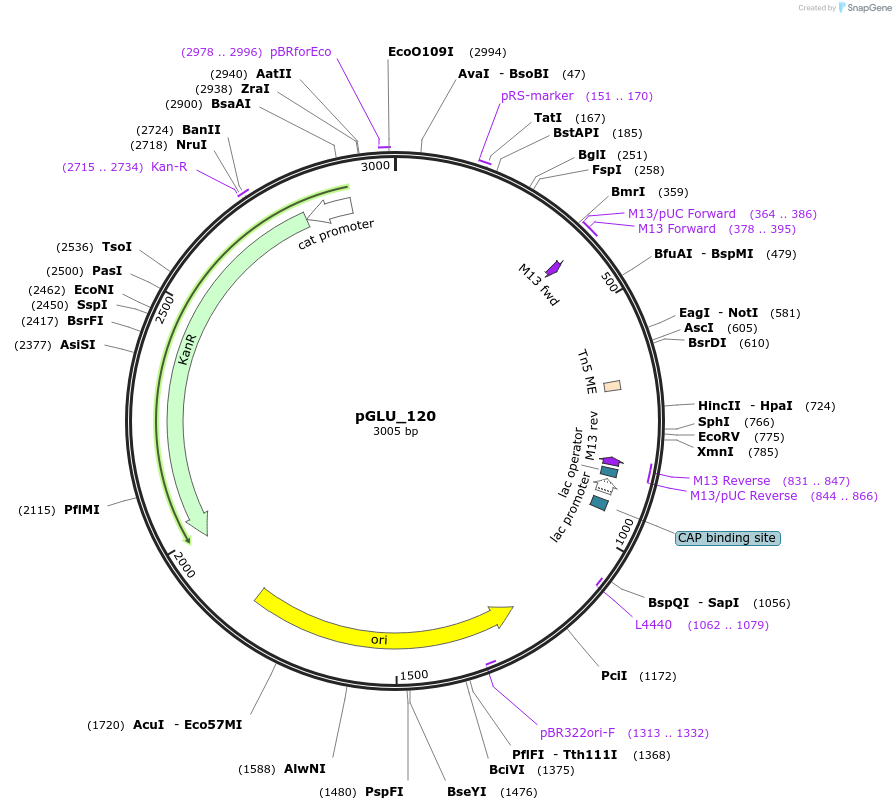 249825-plasmid-map-sequence-id-498644