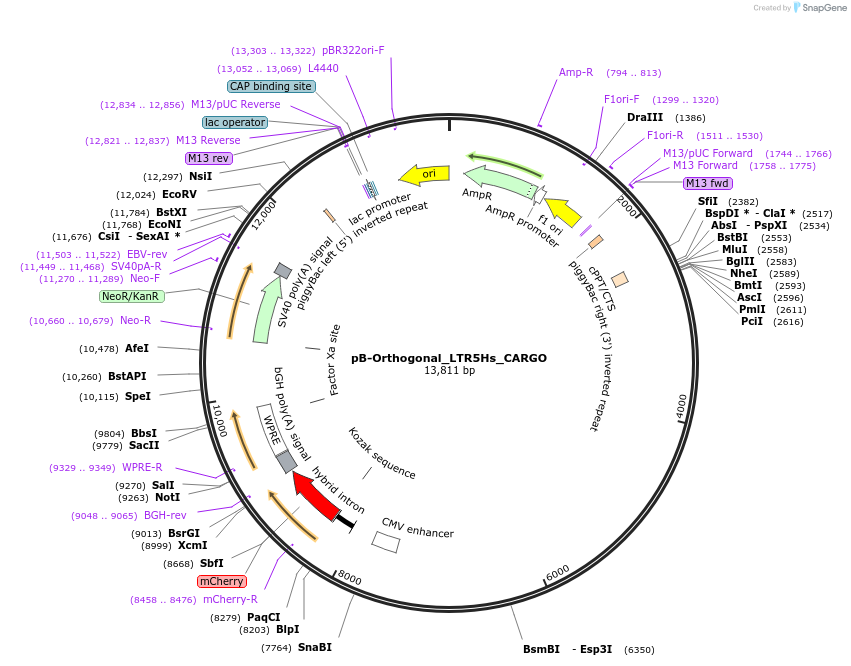 248159-plasmid-map-sequence-id-498704