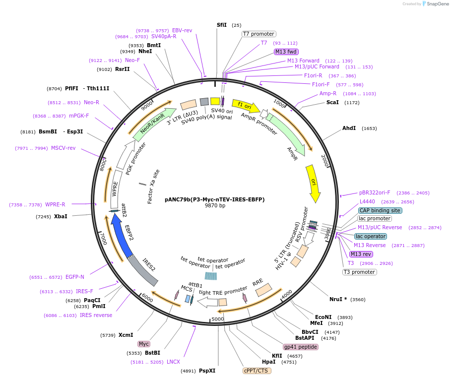 248357-plasmid-map-sequence-id-498705