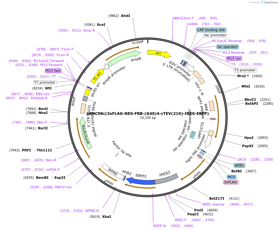 248359-plasmid-map-sequence-id-498706