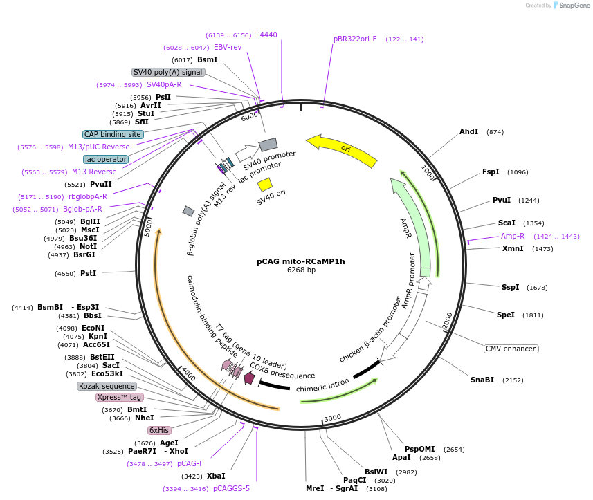 105013-plasmid-map-sequence-id-498722
