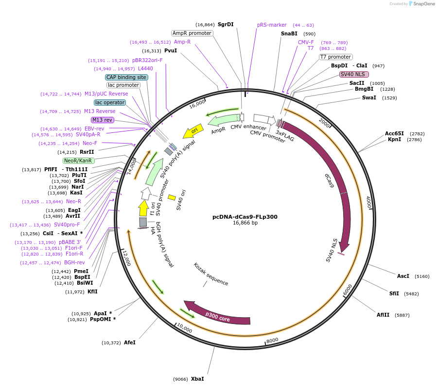 61356-plasmid-map-sequence-id-498727