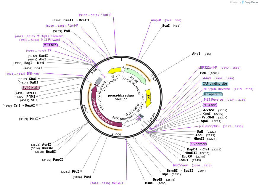 13795-plasmid-map-sequence-id-498728