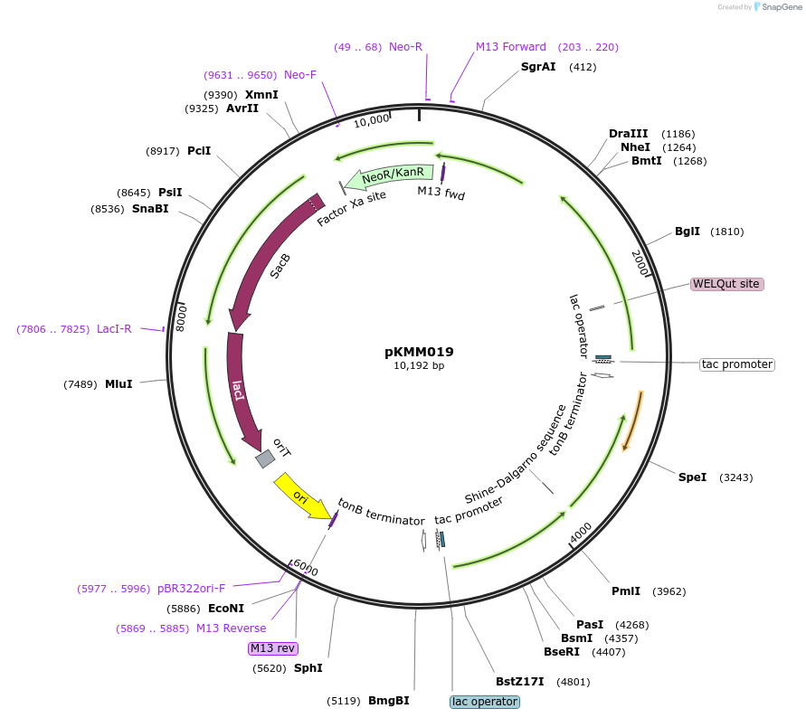 242507-plasmid-map-sequence-id-498733