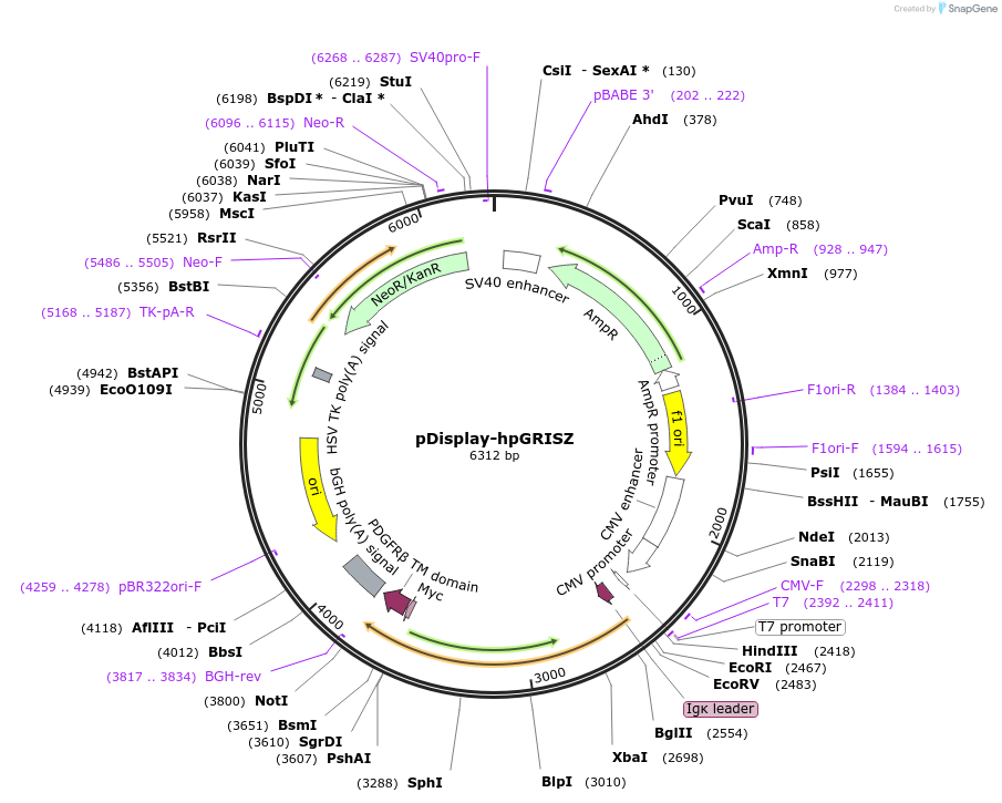 248027-plasmid-map-sequence-id-498740