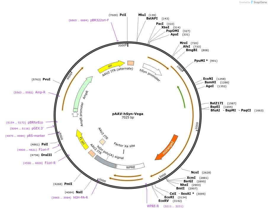 246324-plasmid-map-sequence-id-498751
