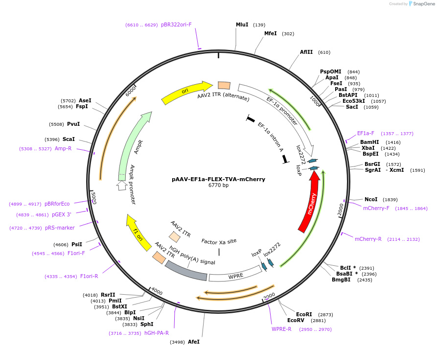 38044-plasmid-map-sequence-id-498755