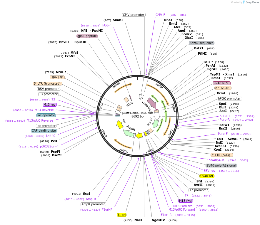 250859-plasmid-map-sequence-id-498765