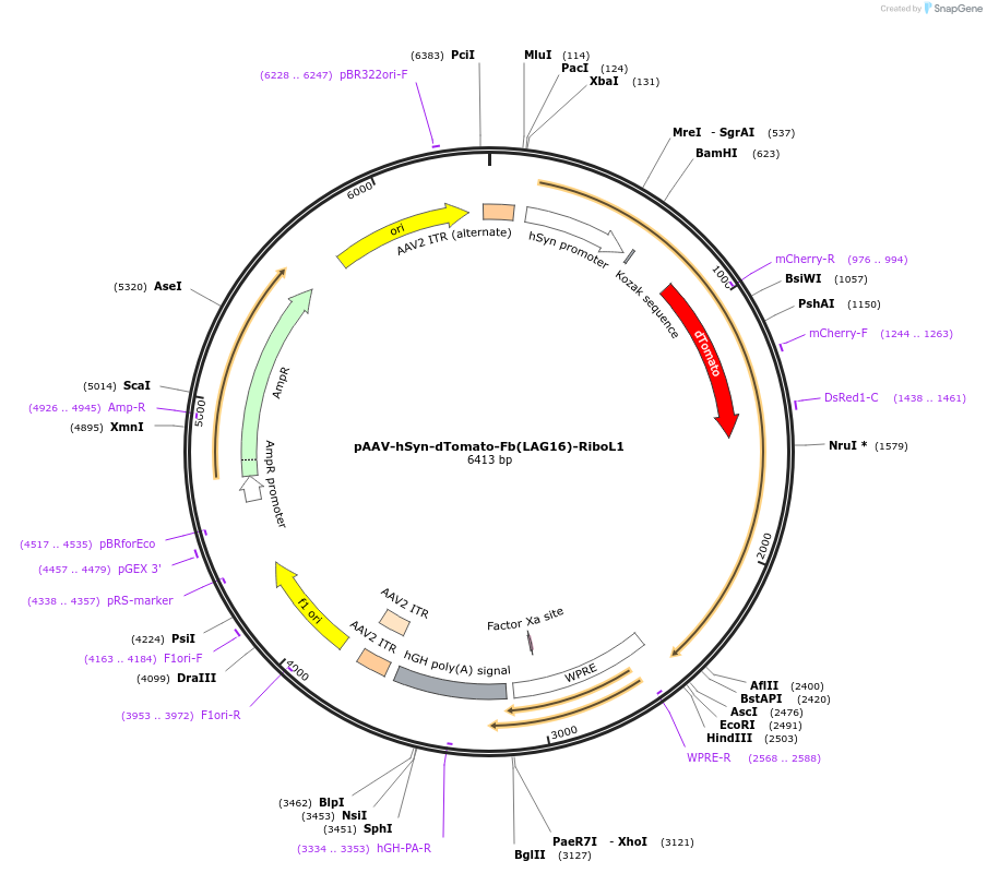 249315-plasmid-map-sequence-id-498767