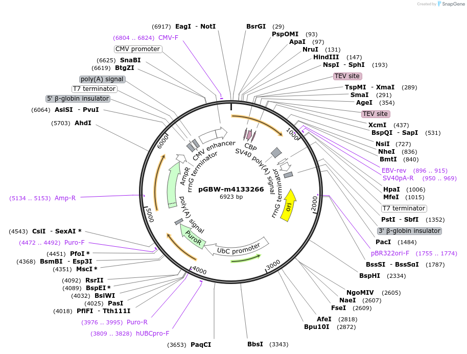 152047-plasmid-map-sequence-id-498768