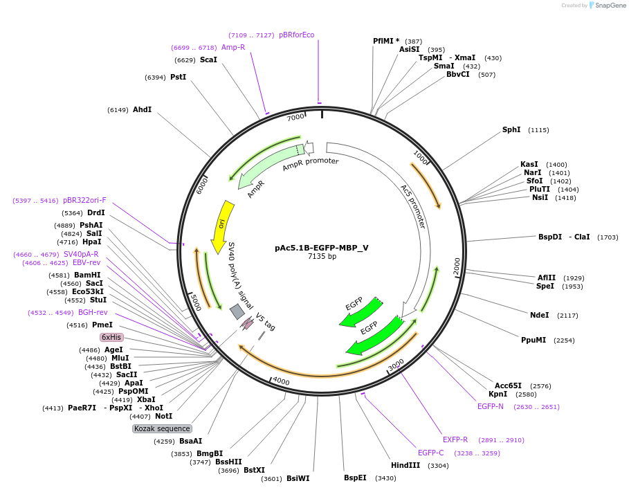 147736-plasmid-map-sequence-id-498769