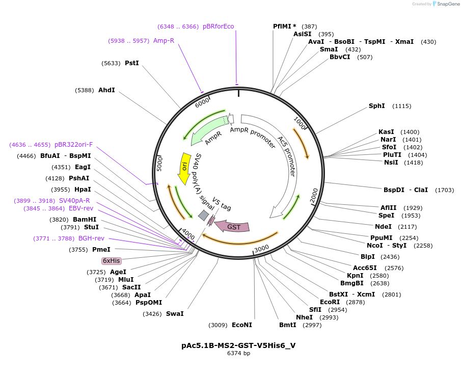 147757-plasmid-map-sequence-id-498770
