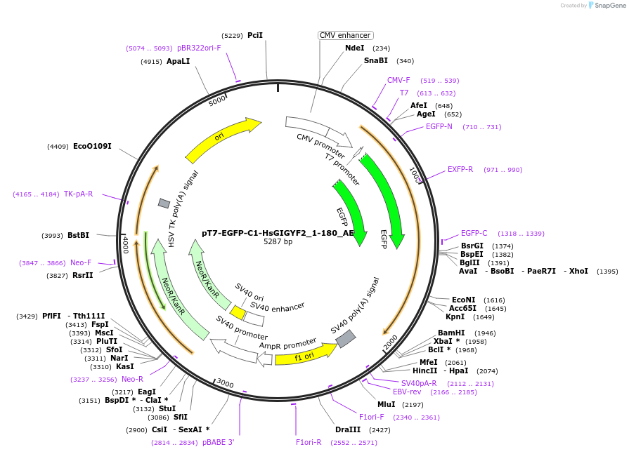 148578-plasmid-map-sequence-id-498771