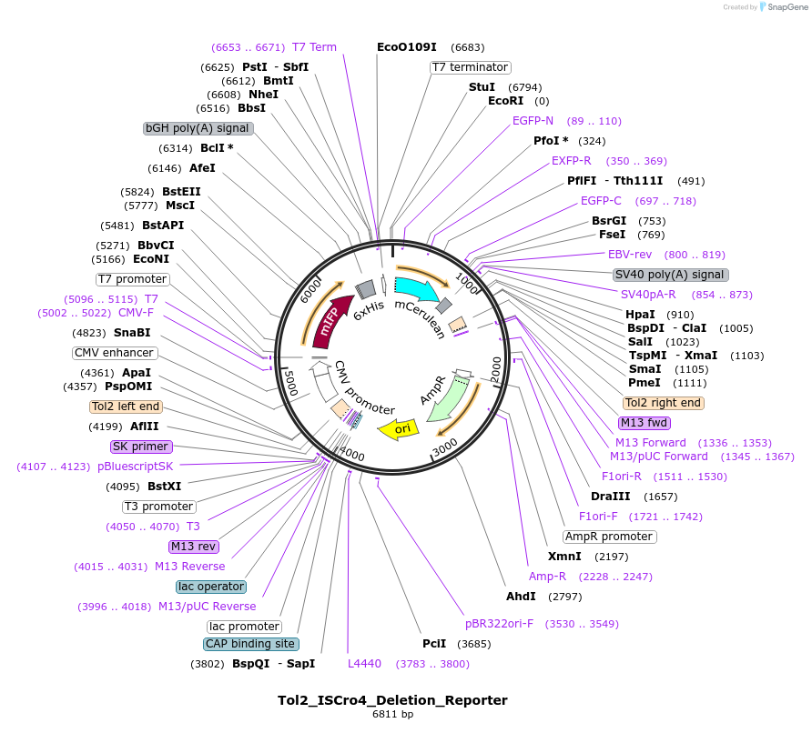 251498-plasmid-map-sequence-id-498828