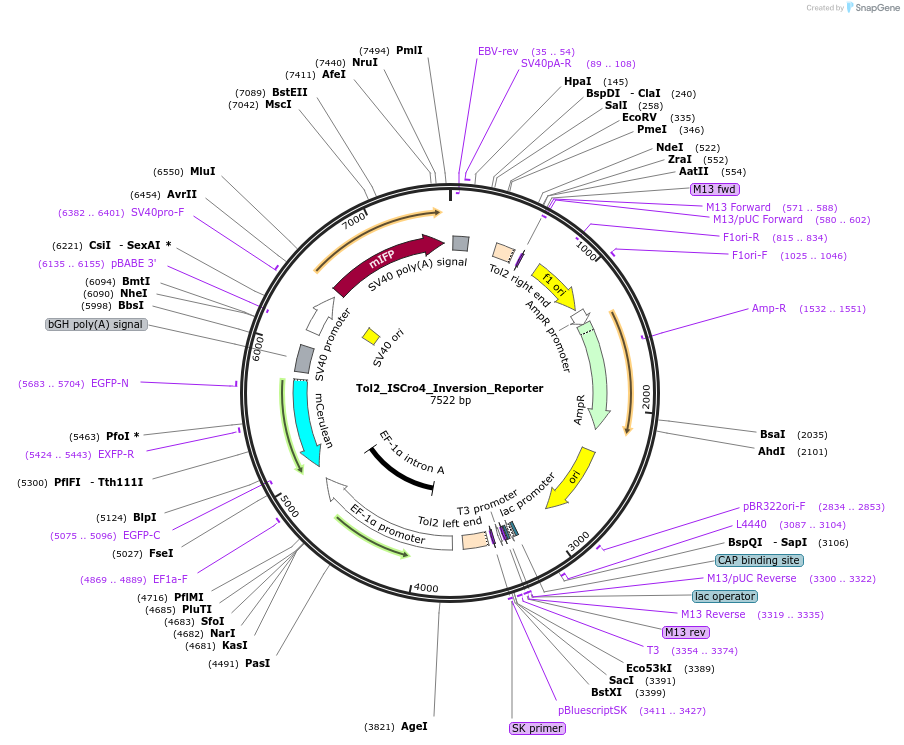 251499-plasmid-map-sequence-id-498830