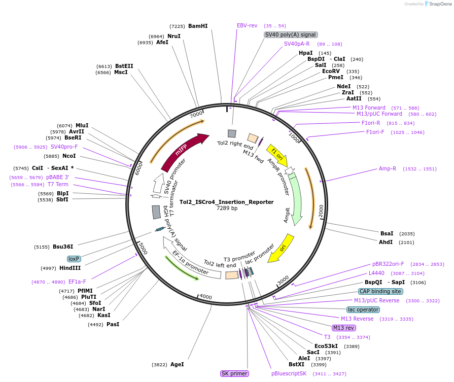251500-plasmid-map-sequence-id-498831