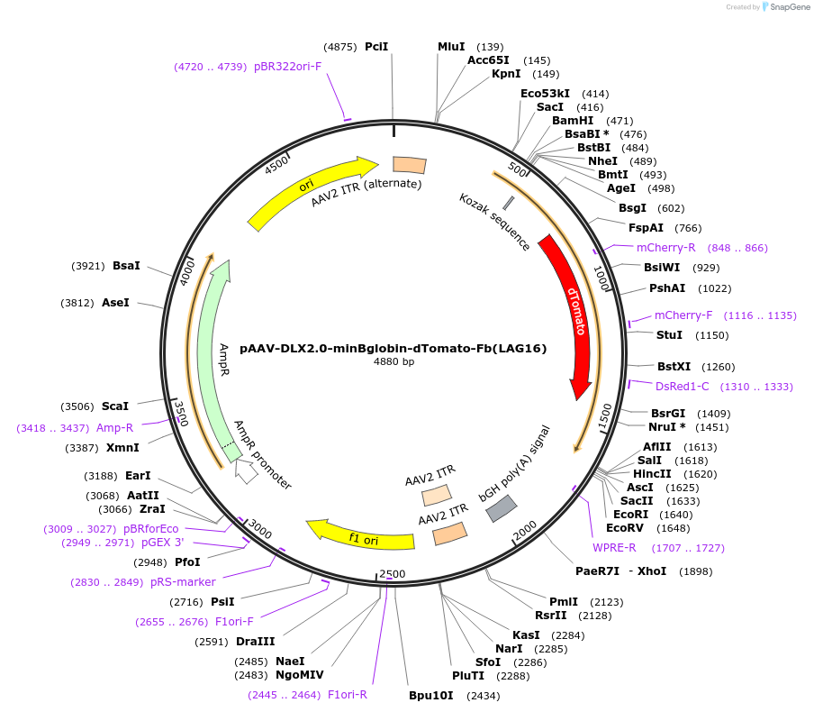 249317-plasmid-map-sequence-id-498836