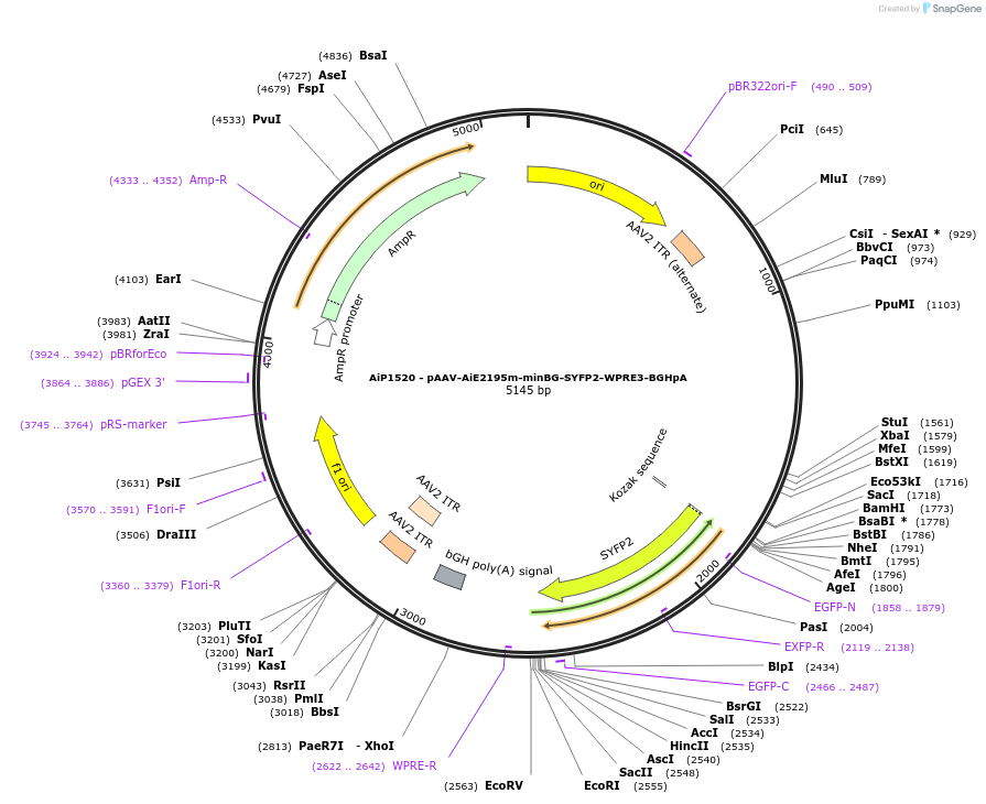 241507-plasmid-map-sequence-id-498856