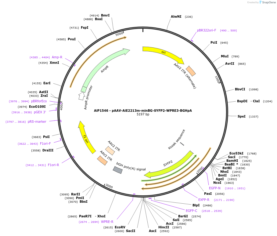 241516-plasmid-map-sequence-id-498857
