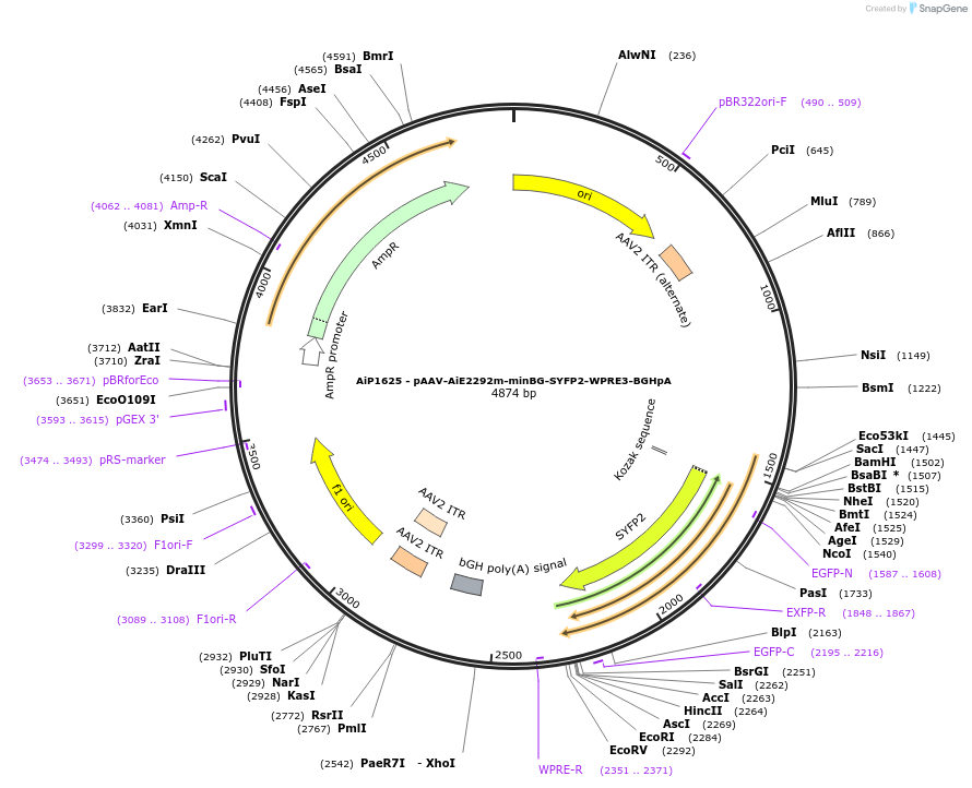 241579-plasmid-map-sequence-id-498858