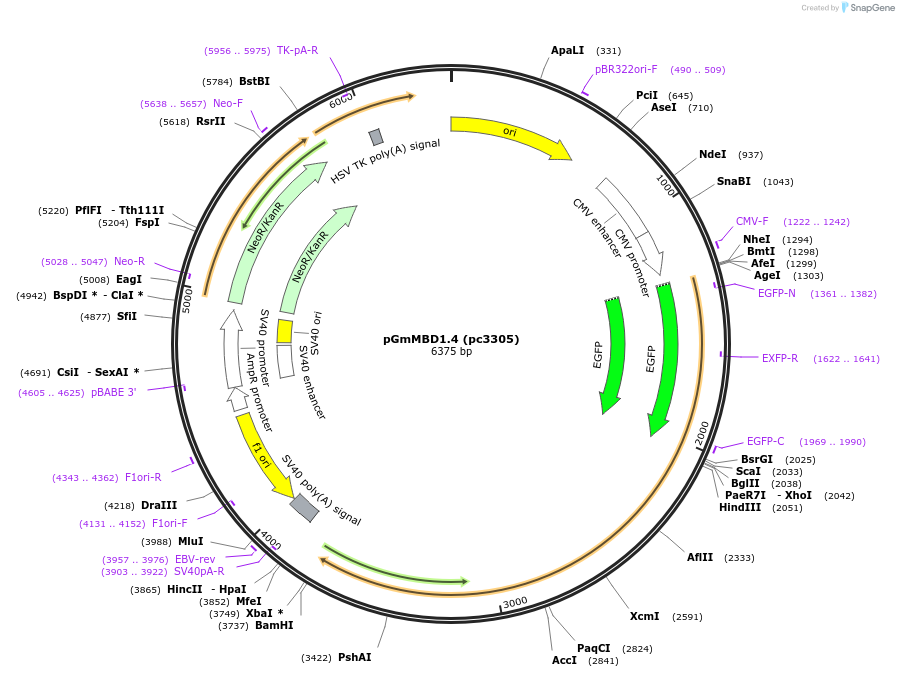 246851-plasmid-map-sequence-id-498861