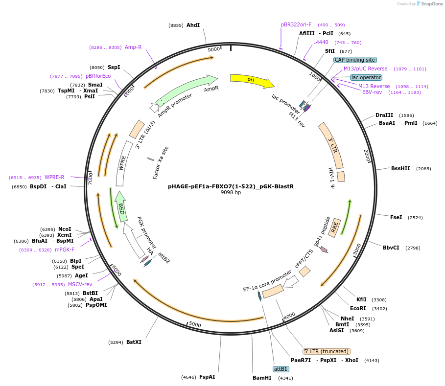 251191-plasmid-map-sequence-id-498865