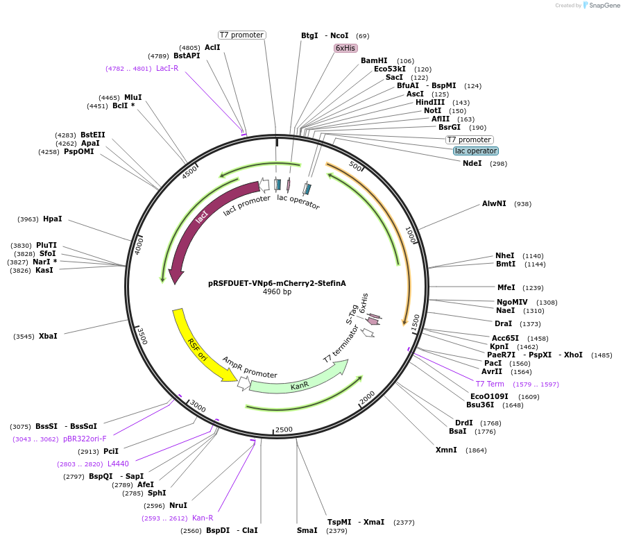 245930-plasmid-map-sequence-id-498867