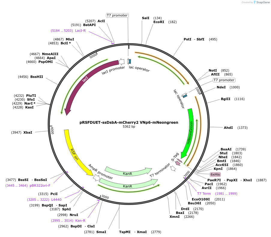 245929-plasmid-map-sequence-id-498868
