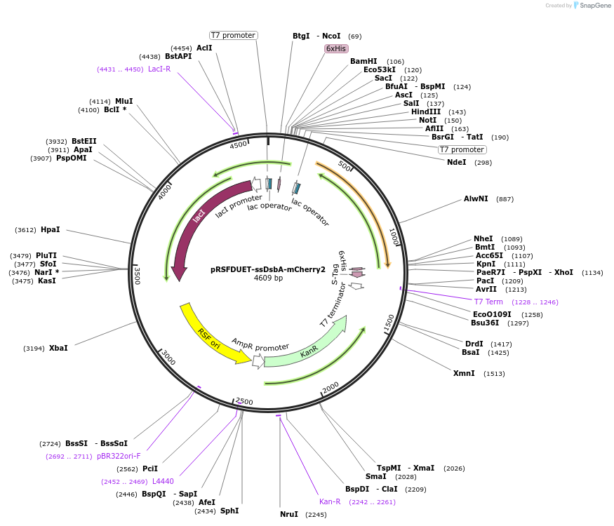 245927-plasmid-map-sequence-id-498874