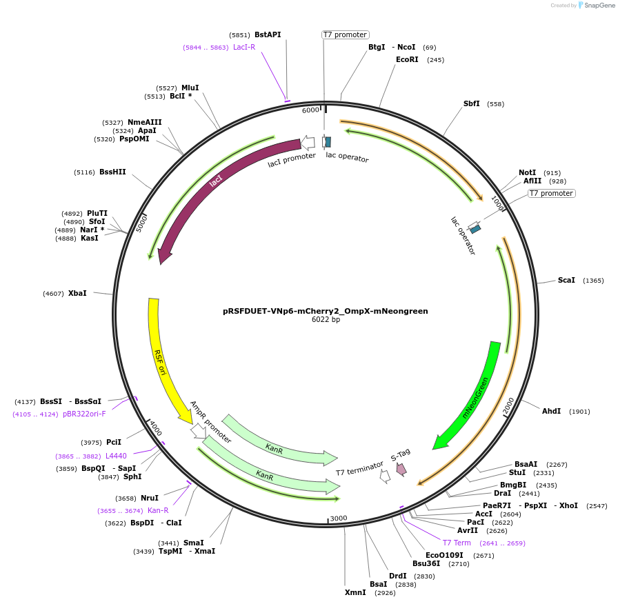 245926-plasmid-map-sequence-id-498875