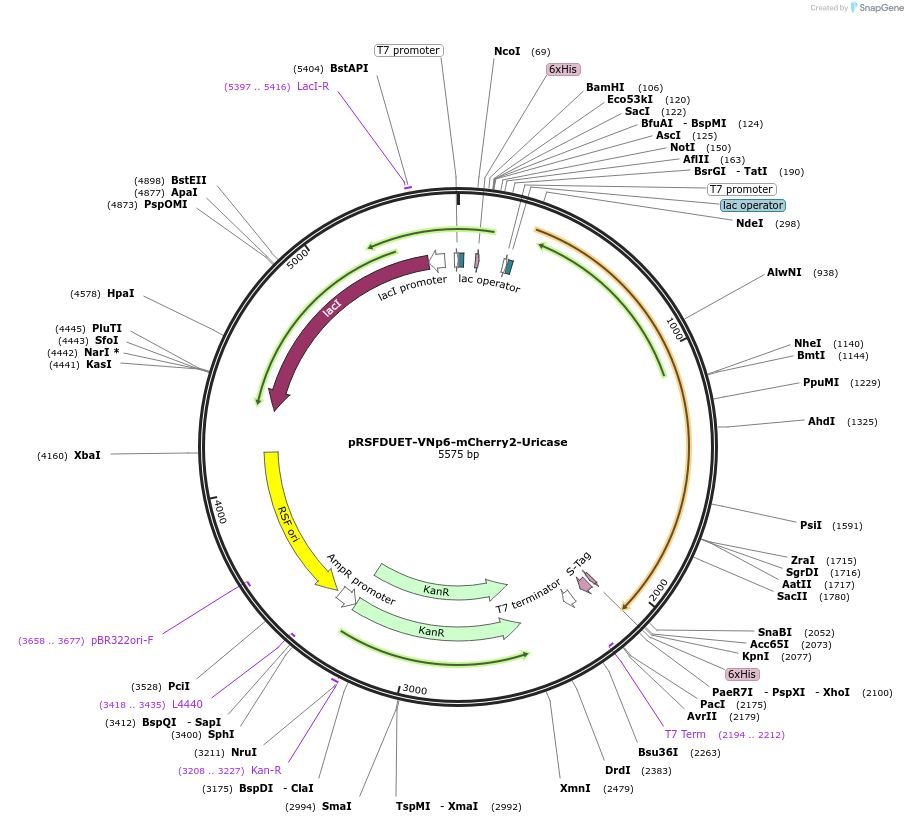 245931-plasmid-map-sequence-id-498876