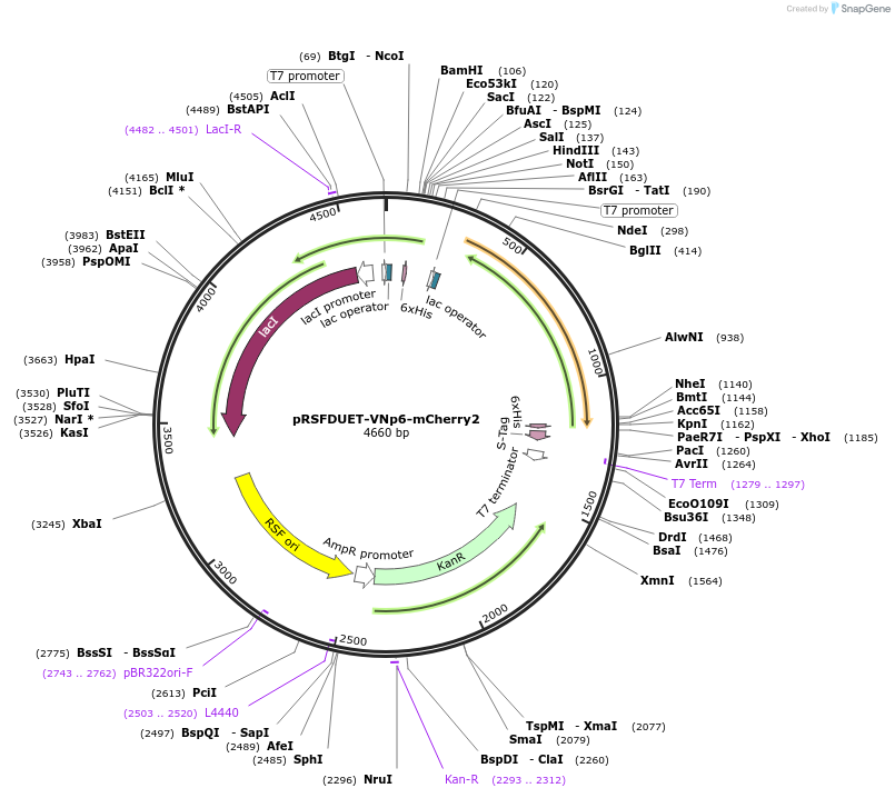 245924-plasmid-map-sequence-id-498877