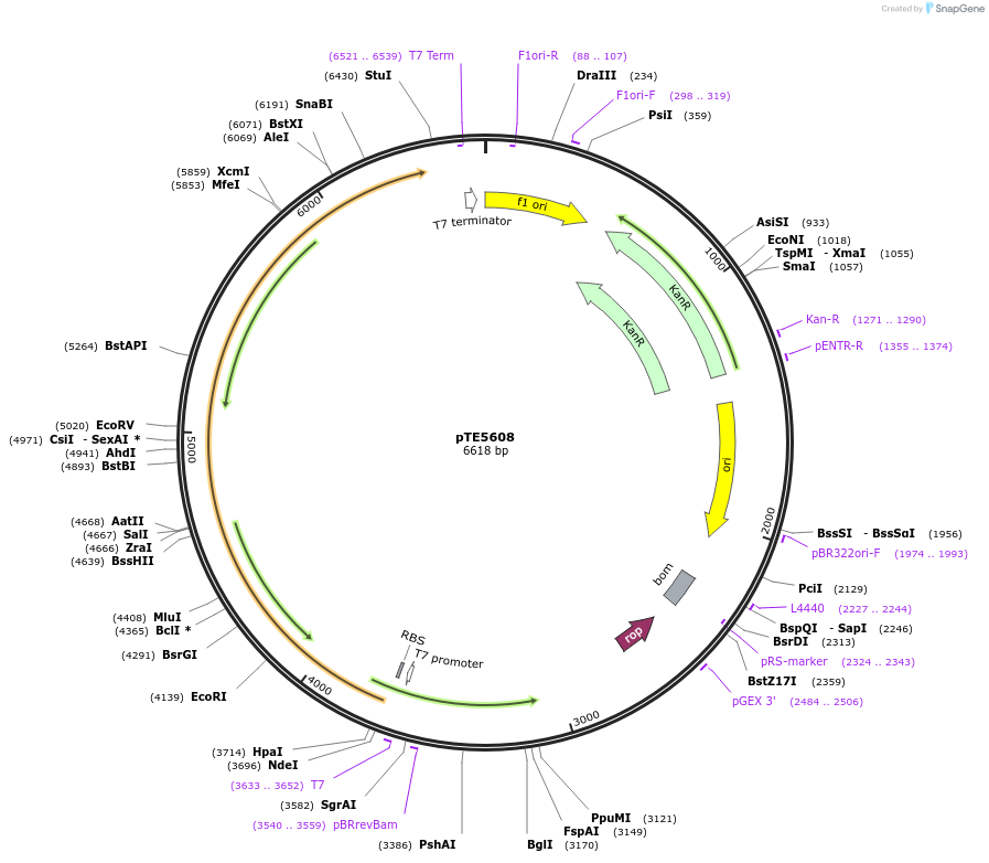250514-plasmid-map-sequence-id-498893