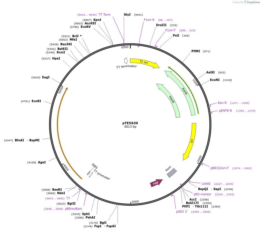 250519-plasmid-map-sequence-id-498895