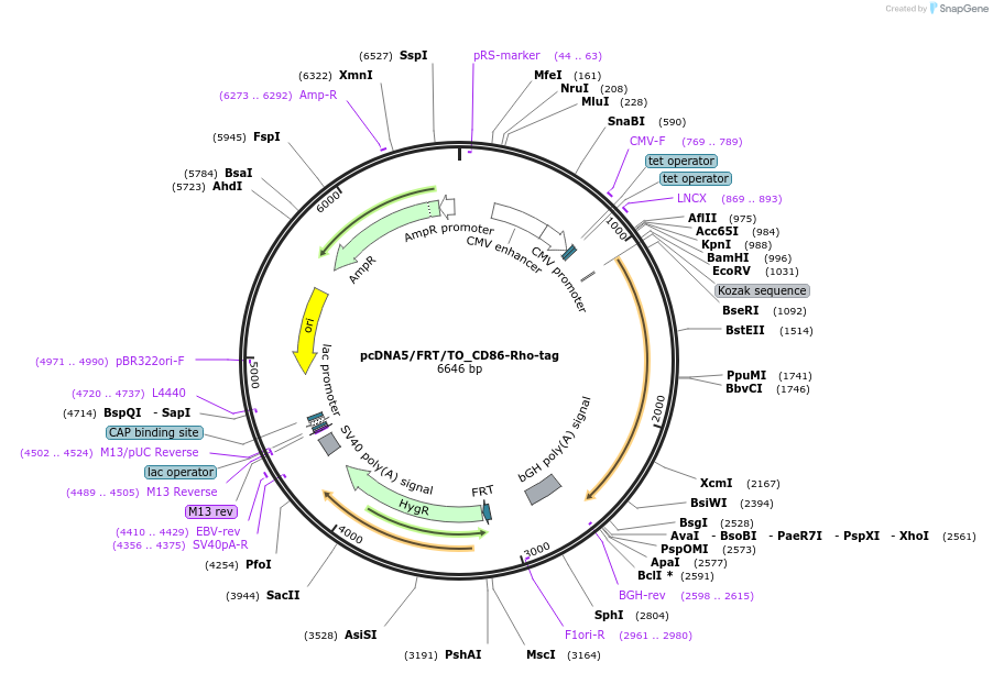249669-plasmid-map-sequence-id-498901