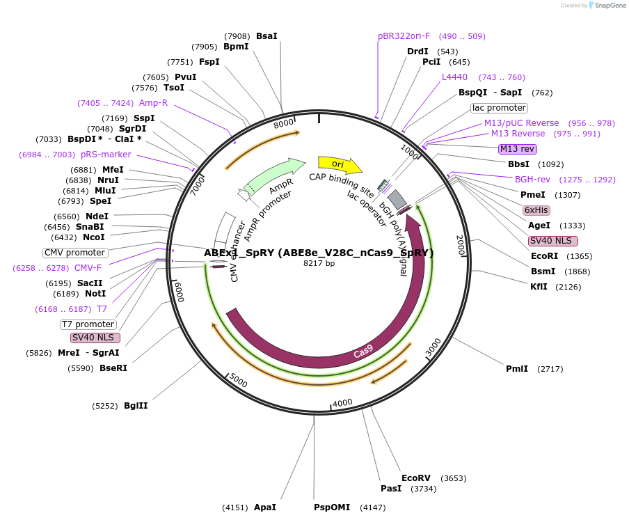 251544-plasmid-map-sequence-id-498919