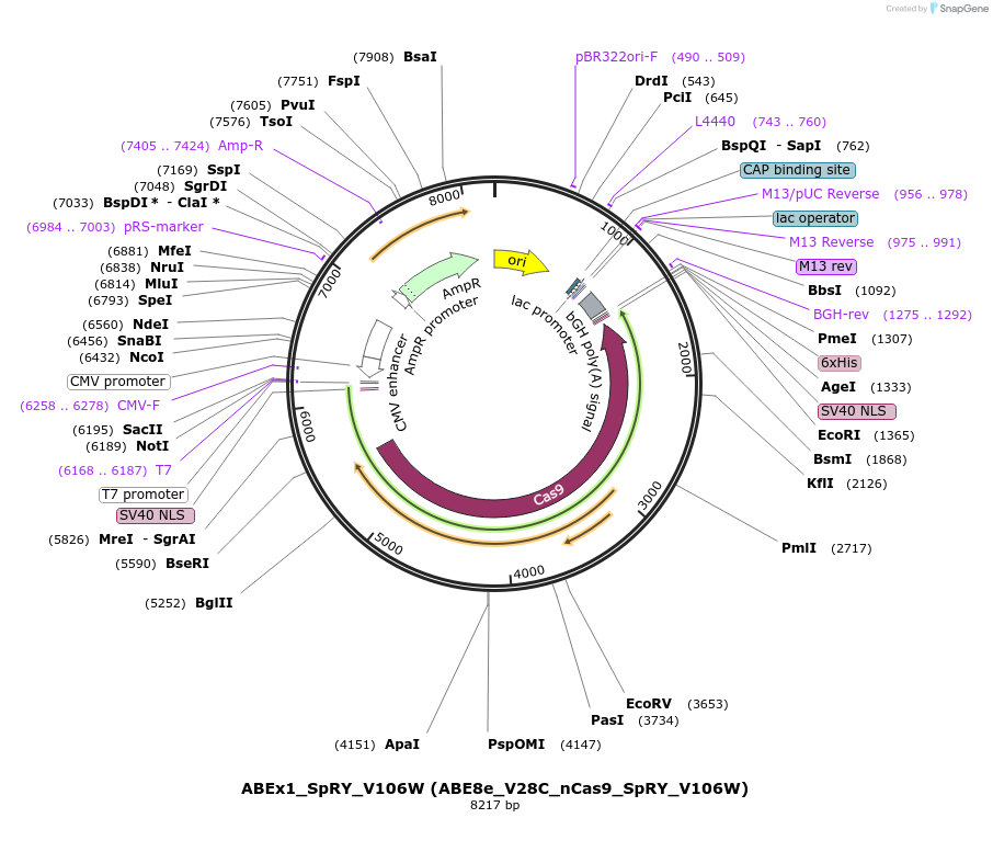 251552-plasmid-map-sequence-id-498920