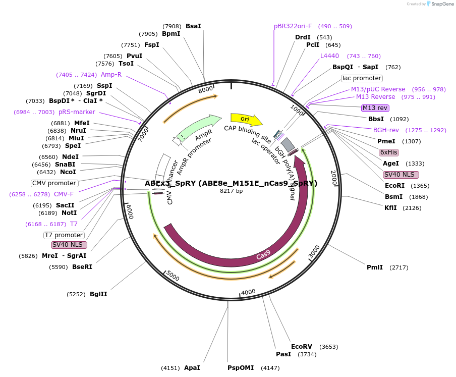 251546-plasmid-map-sequence-id-498921