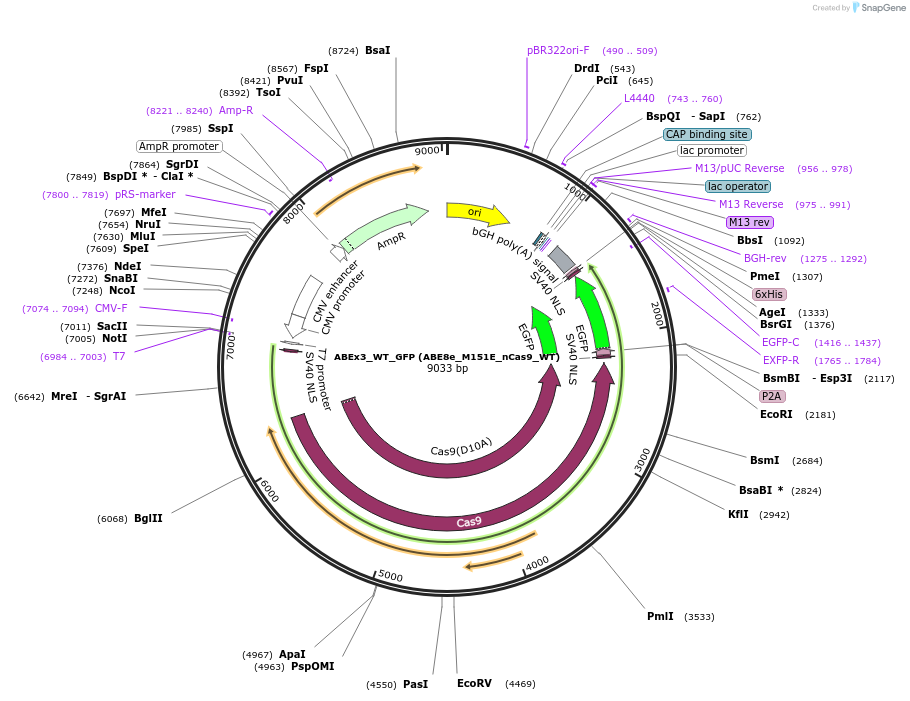 251550-plasmid-map-sequence-id-498925