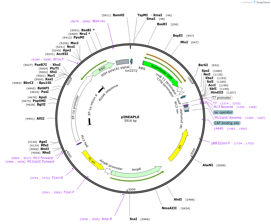 250295-plasmid-map-sequence-id-498935