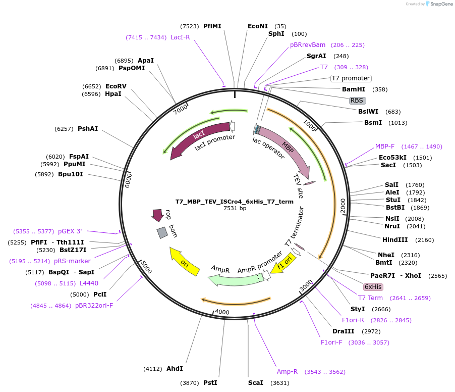 251502-plasmid-map-sequence-id-498945