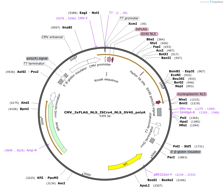 251493-plasmid-map-sequence-id-498946