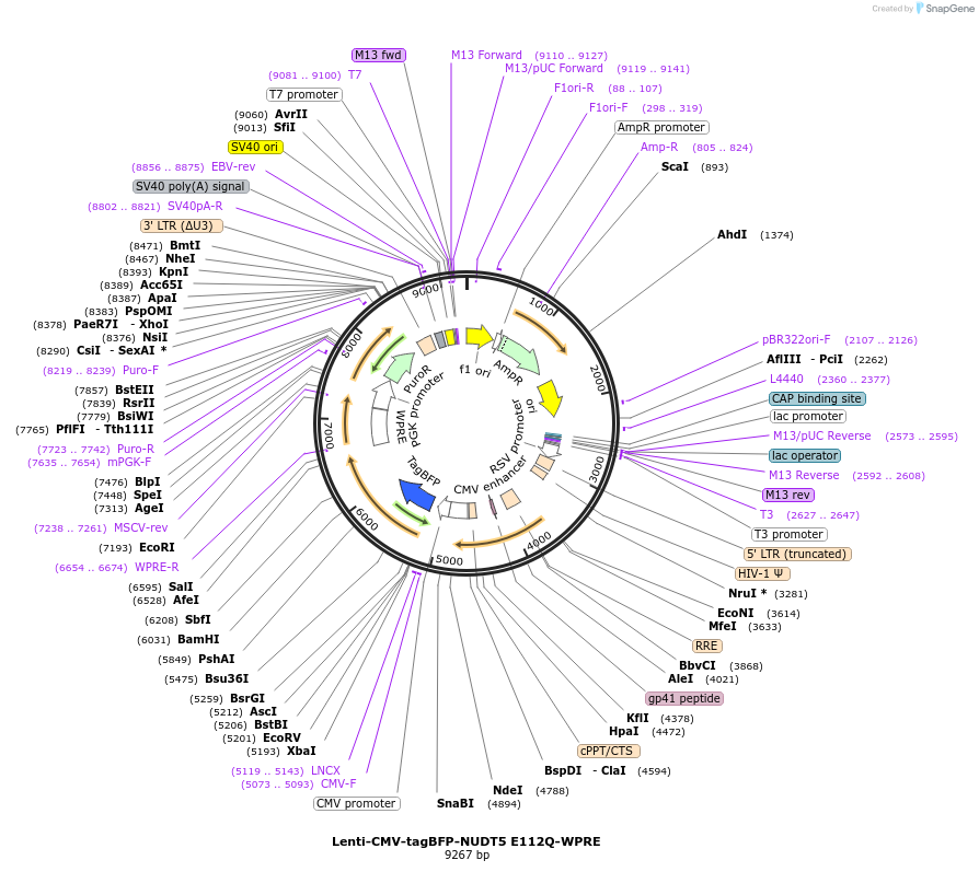 250376-plasmid-map-sequence-id-498953