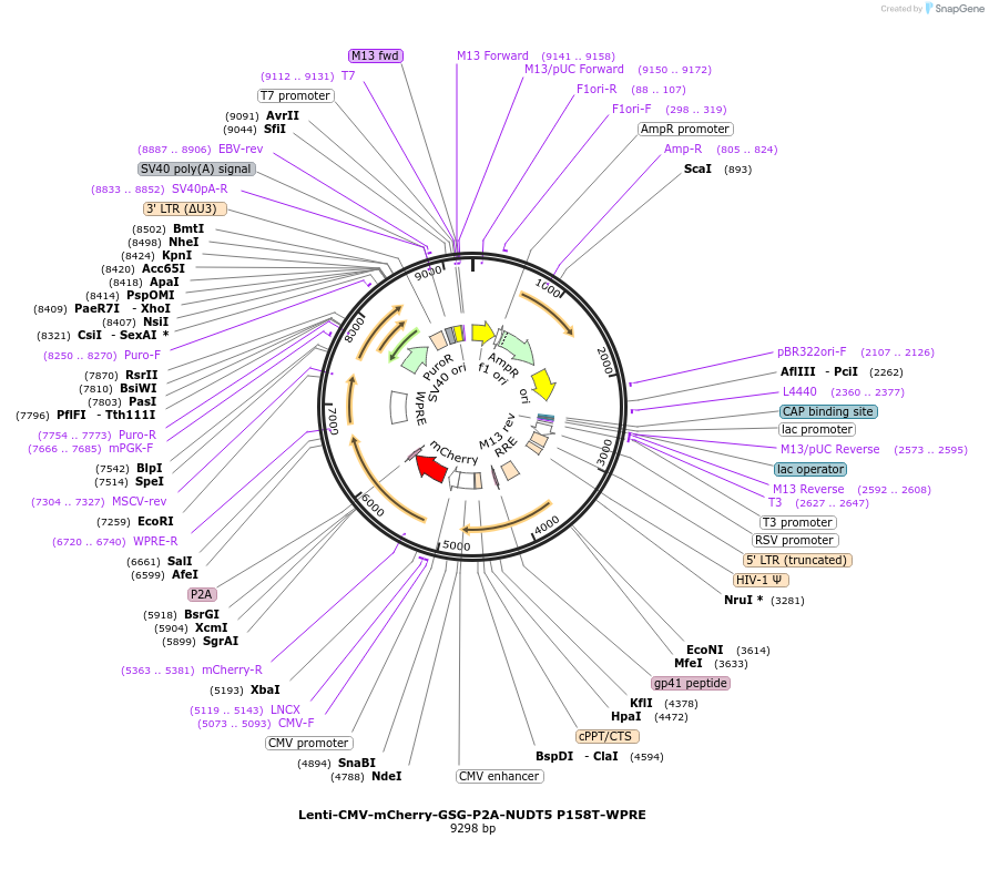 250404-plasmid-map-sequence-id-498955